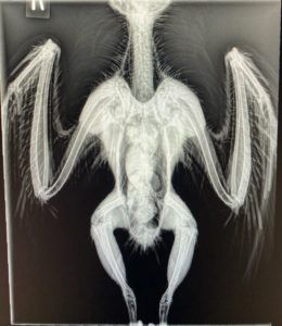 snowy owl x-ray