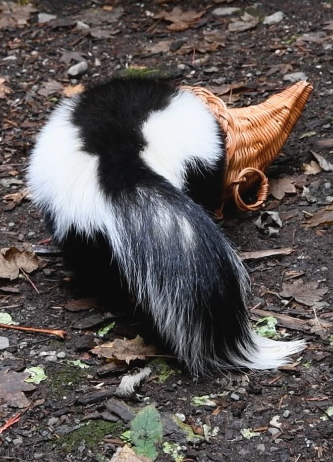 skunk eats out of cornucopia