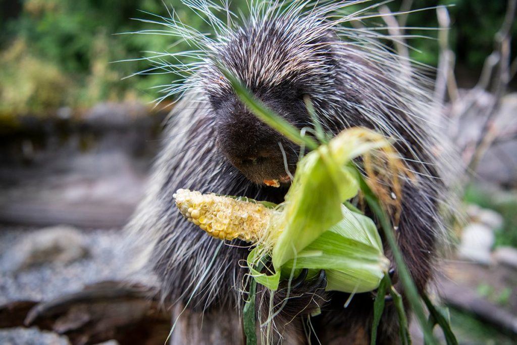 porcupine eats corn