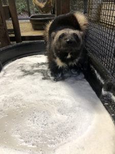 wolverine in bubble bath