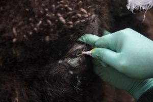 bison eye with hand and ointment