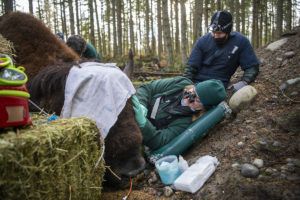 veterinarian examining bison