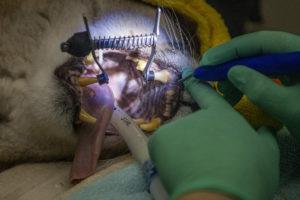 cougar exam dental