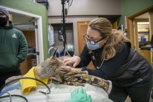 vet with hands in lynx fur