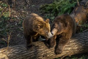 two grizzly bears on log, looks like they are kissing each other