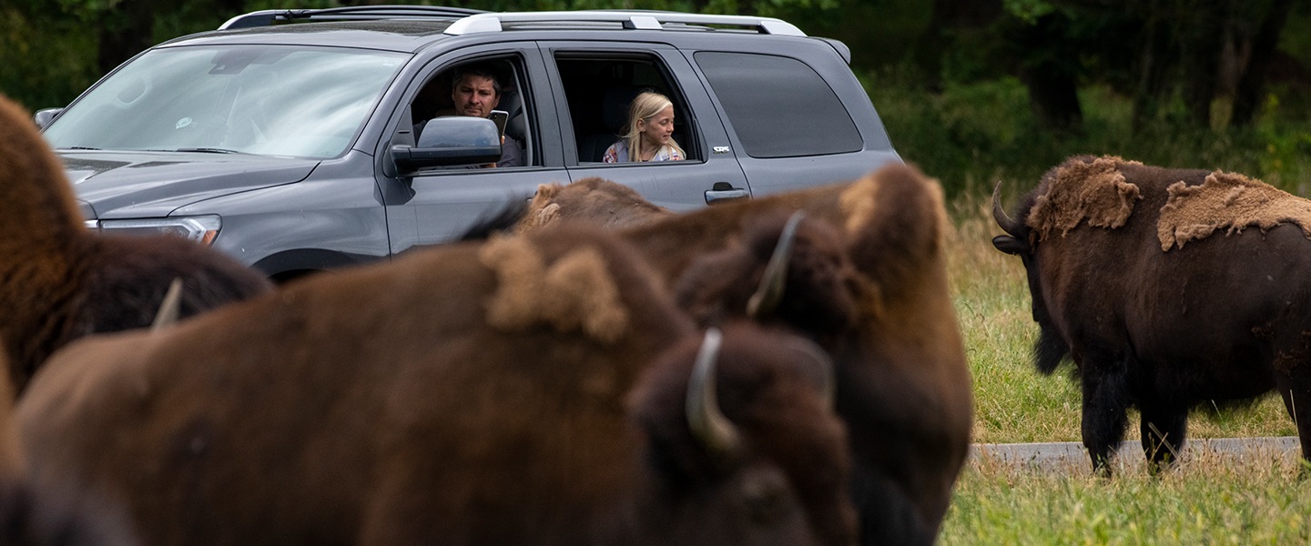Car behind herd of bison Wild Drive