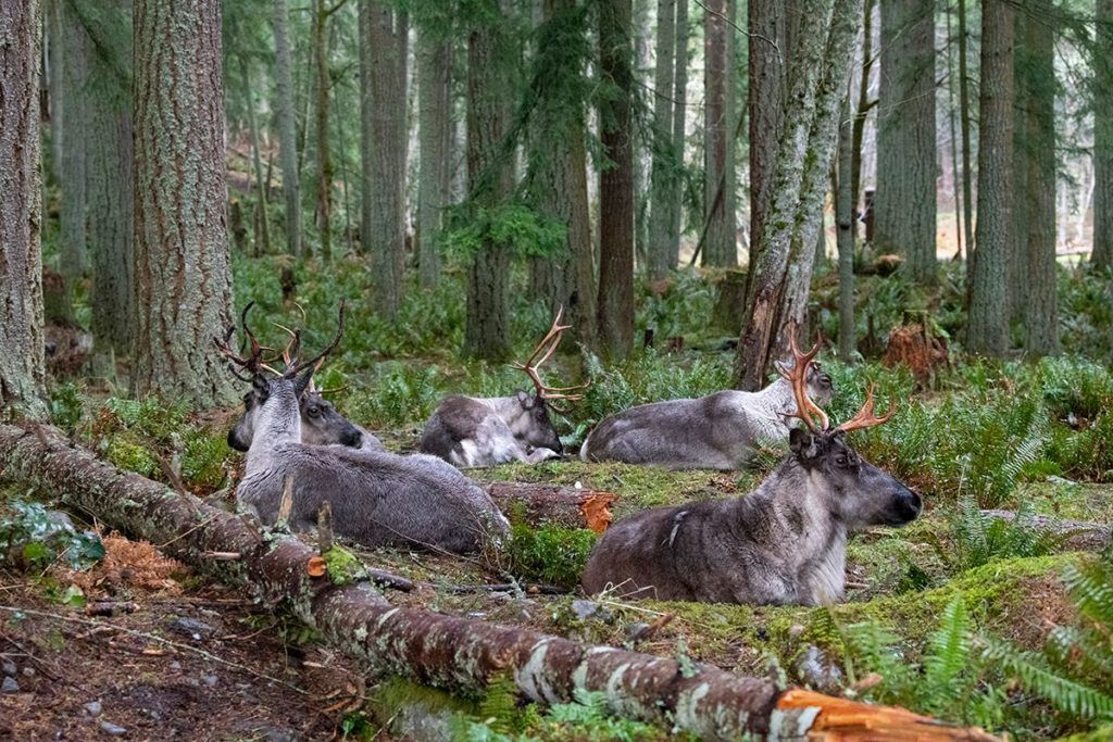 caribou in forest