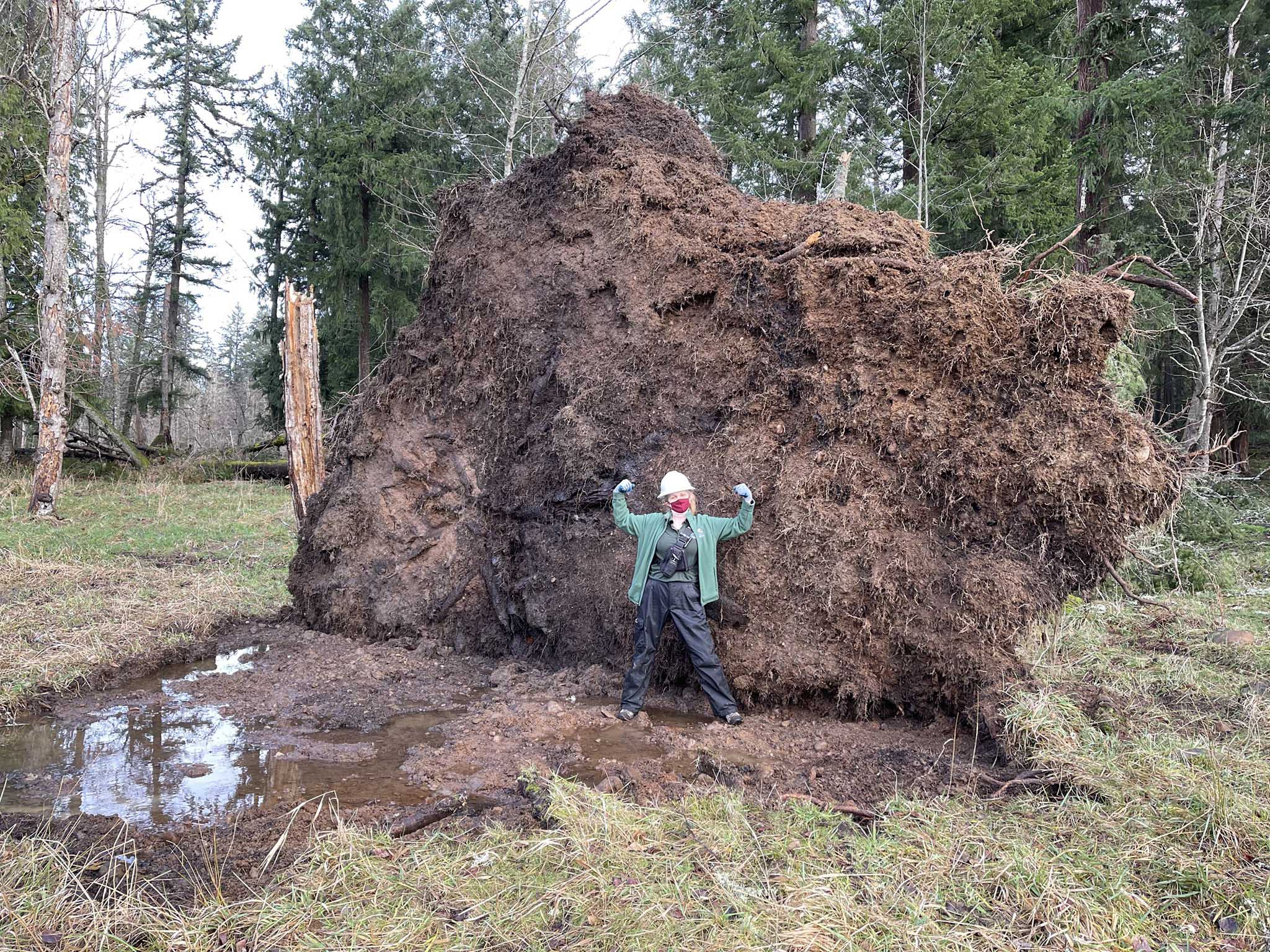 staff with giant tree root