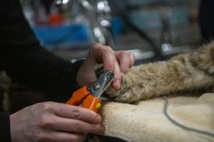 keeper trims bobcat claws