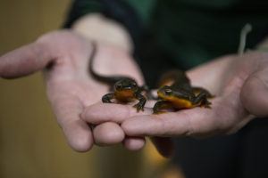 two newts on hands