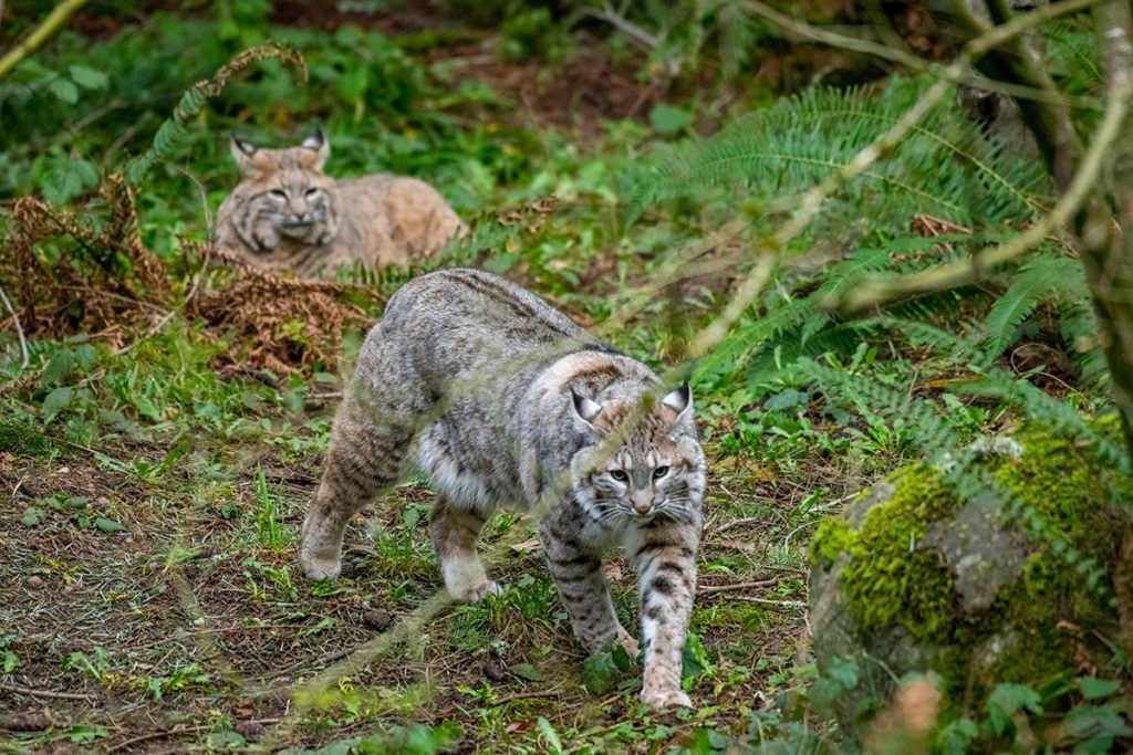 bobcats on exhibit together