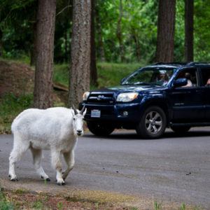 car drives near mountain goat