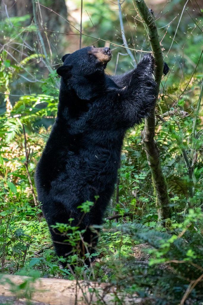 Black bear looking up tree