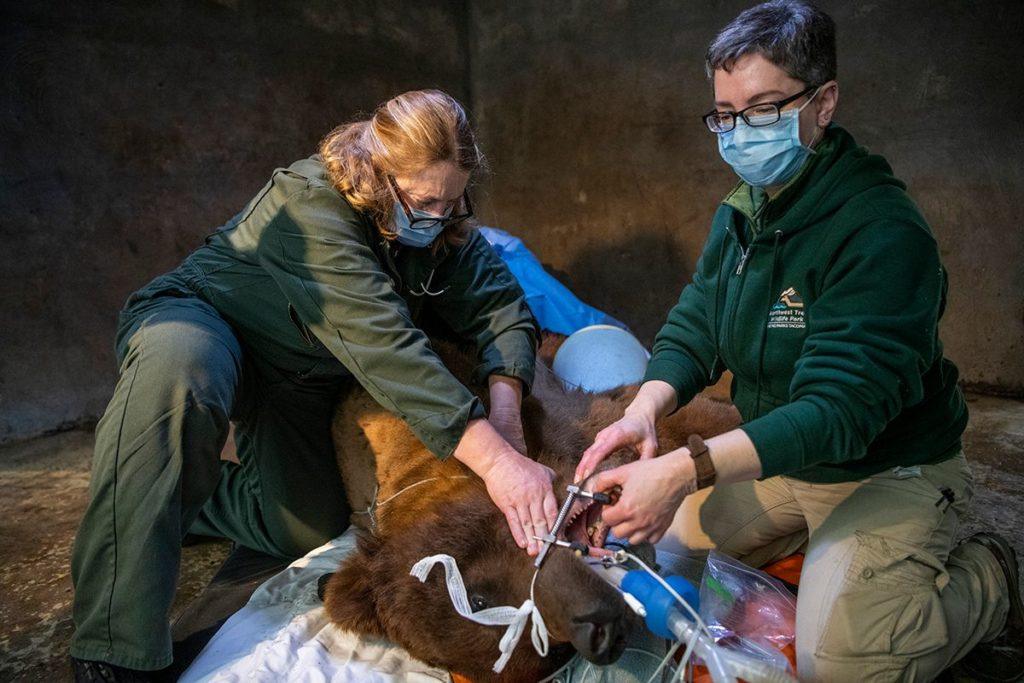Vets examine Huckleberry the grizzly bear during wellness exam