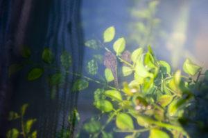 leopard tadpole leaves sunny water