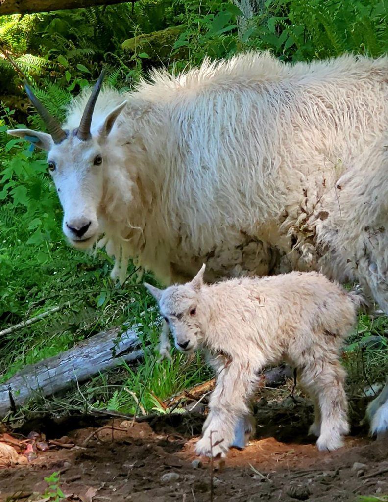 mountain goat mom and kid