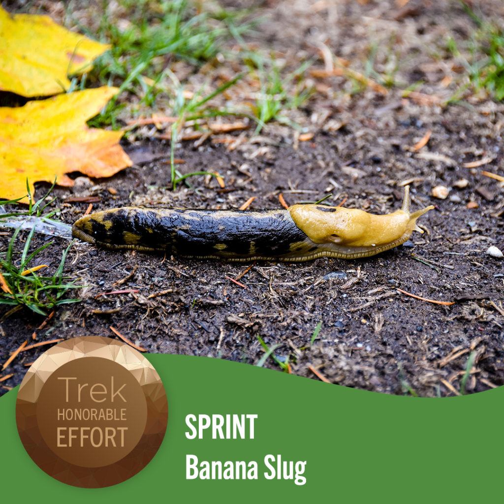 sprint banana slug
