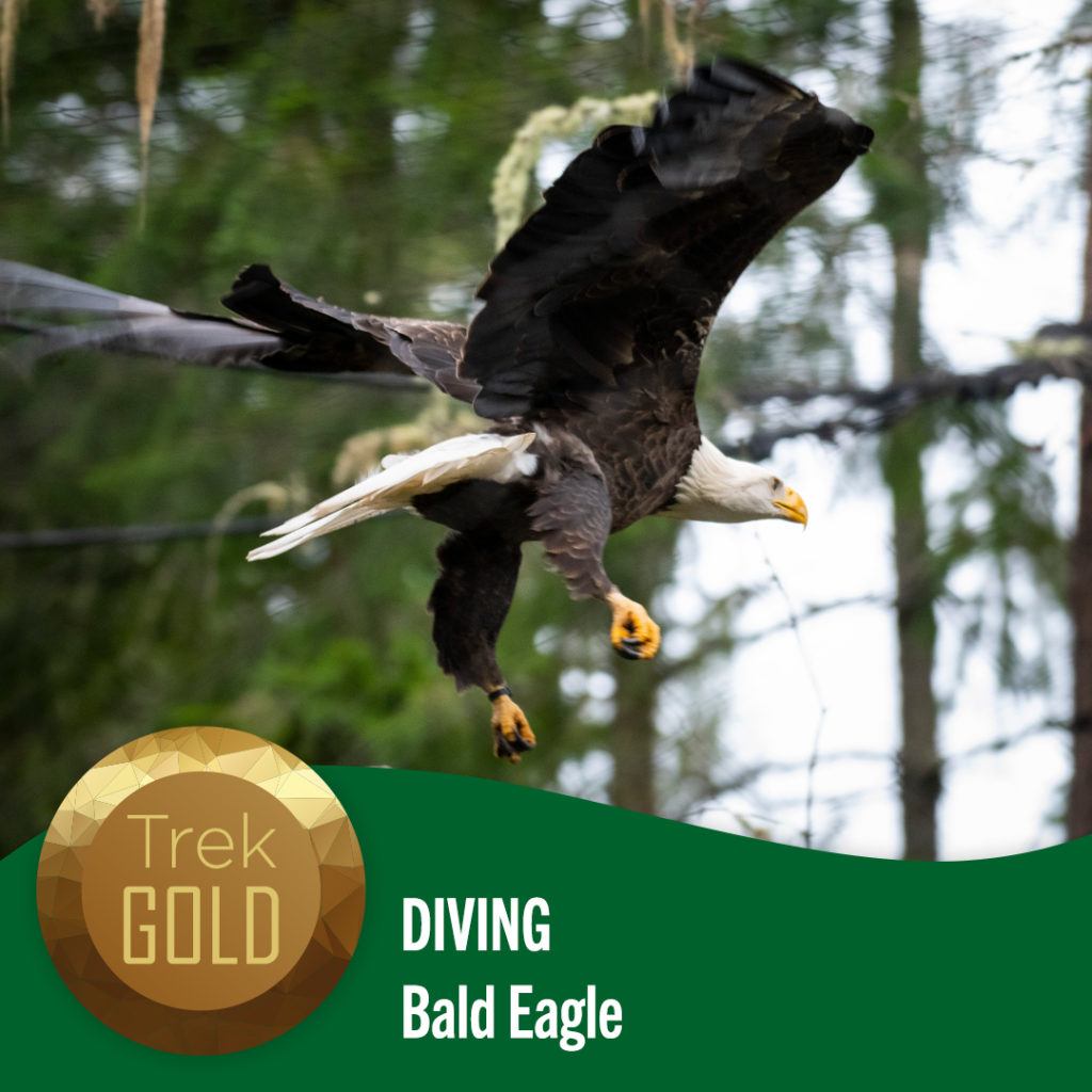 diving bald eagle