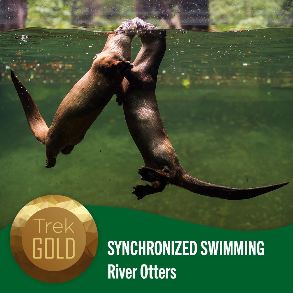 swimming otters