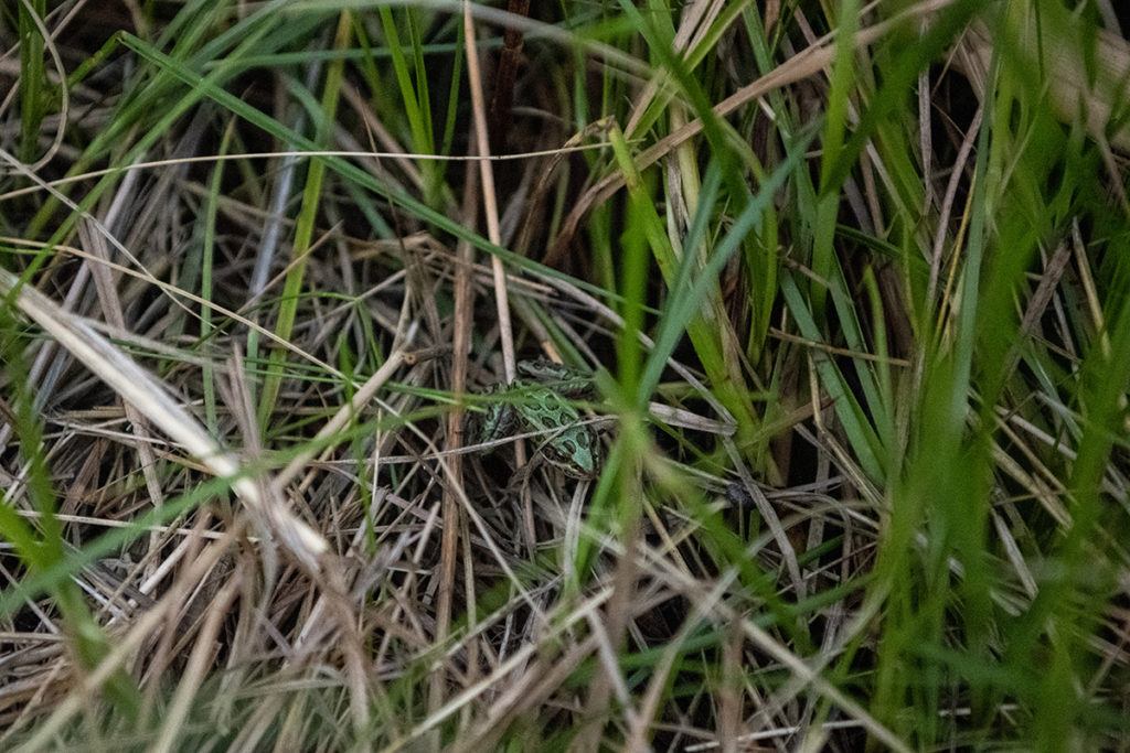 frog release in grass