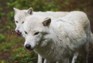 Bad luck for wildlife: 7 Animal Superstitions - Northwest Trek