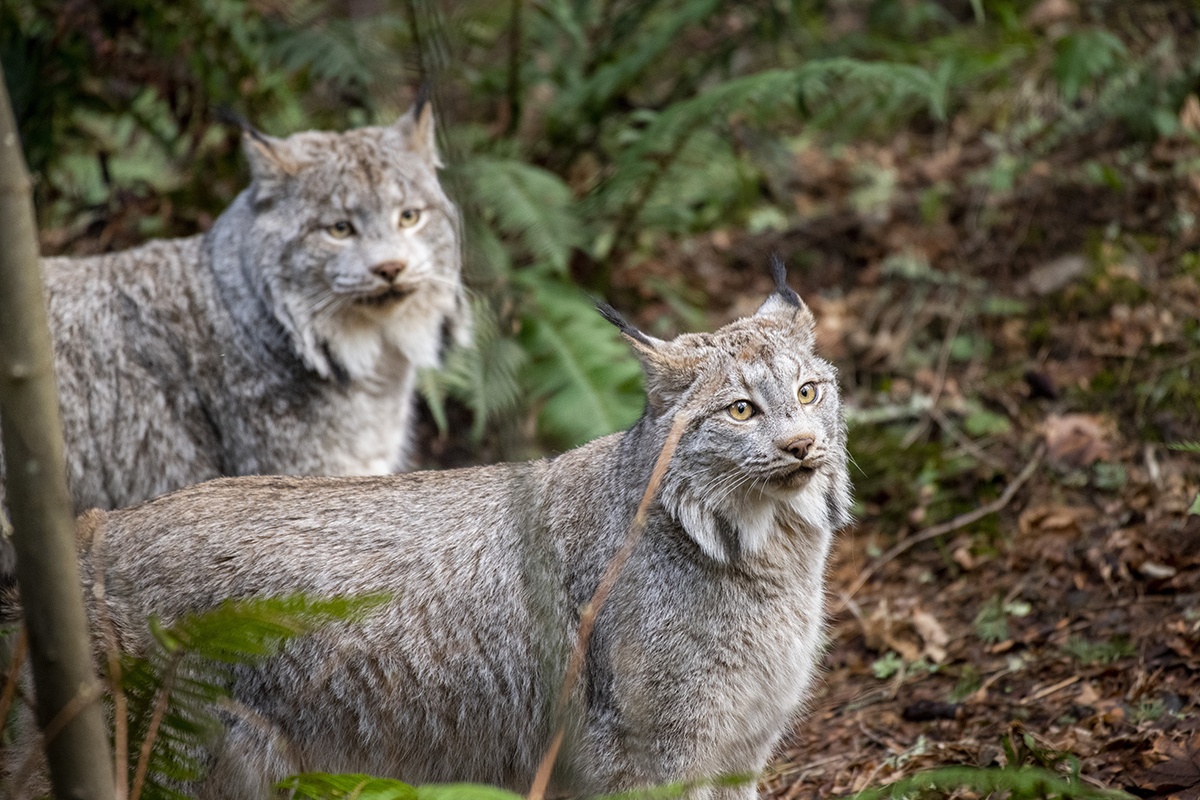 two lynxes