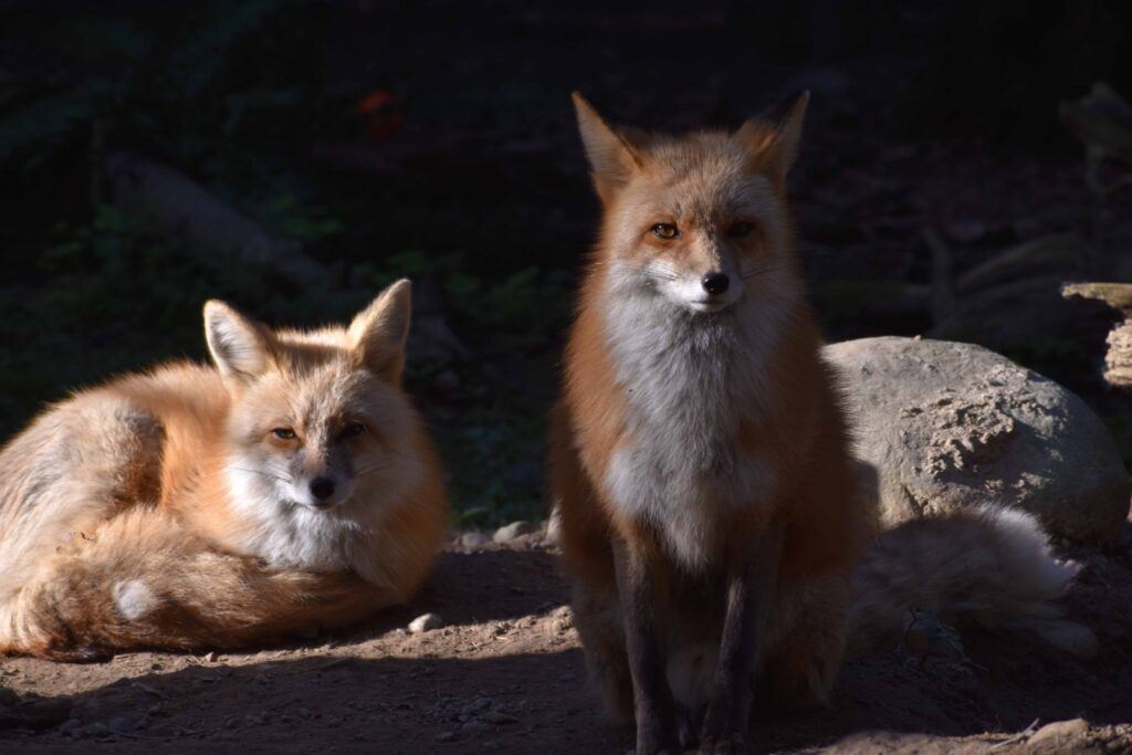 two foxes