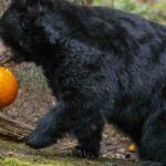 black bear pumpkin walking