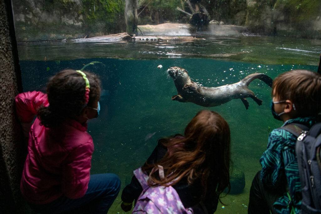 students looking at otters