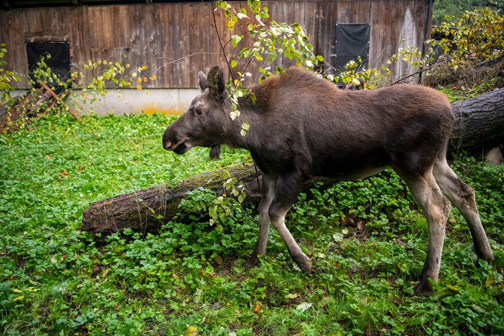 moose calf stands in field 
