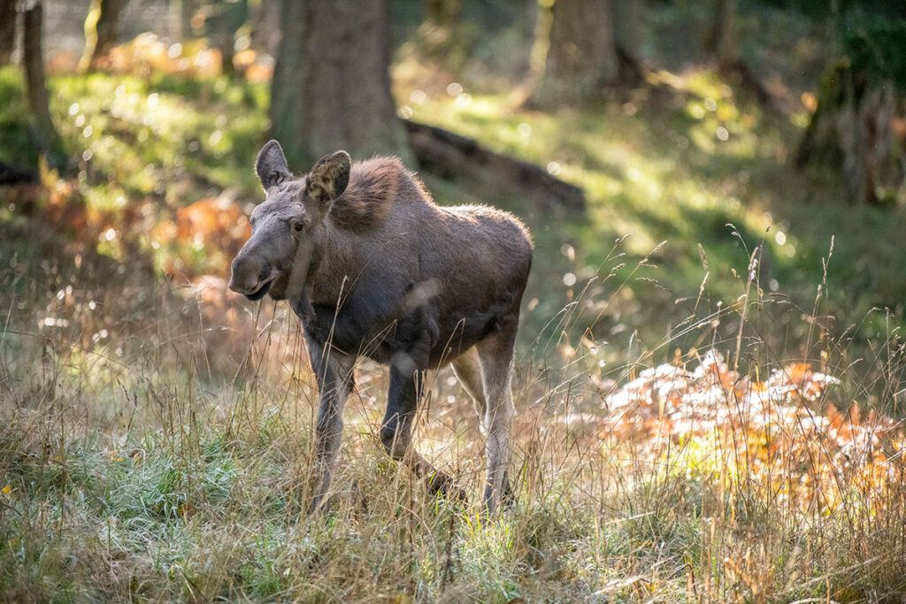 moose in open area