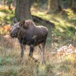 moose in open area