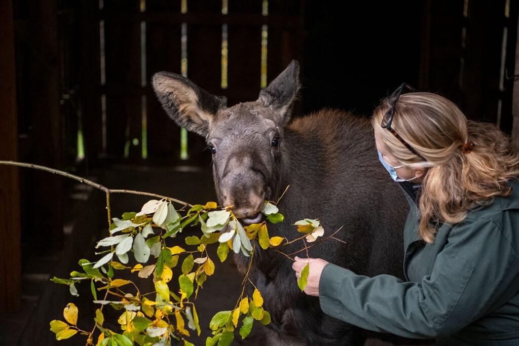 Head veterinarian Dr. Allison Case feeds moose calf, named Birch, some browse