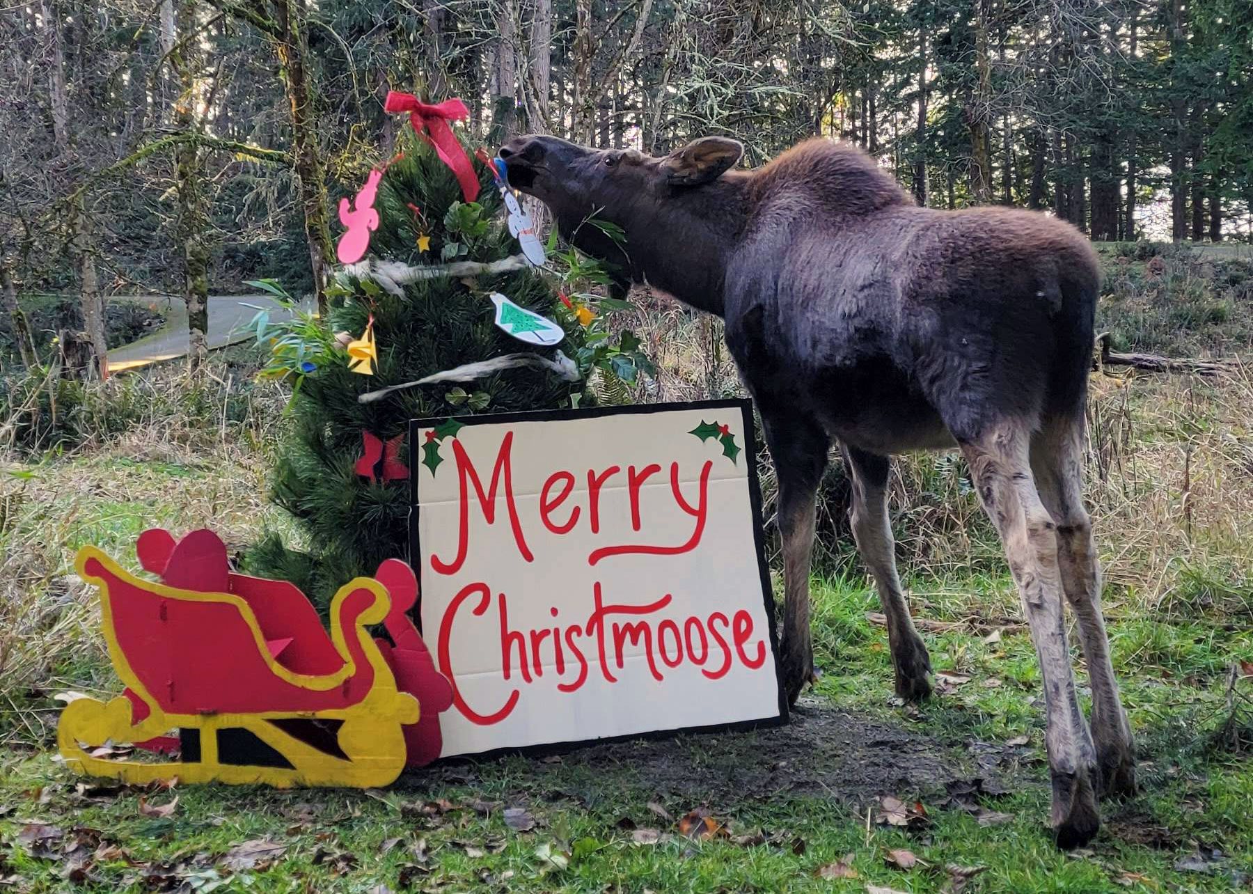 Aspen Moose with holiday enrichment