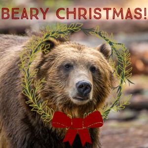 Beary-Christmas-copy