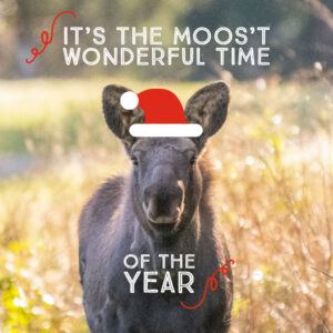 It's-the-Moos't-Wonderful-Time-of-the-Year-copy