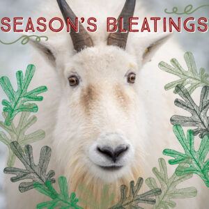 Season's-Bleatings-copy