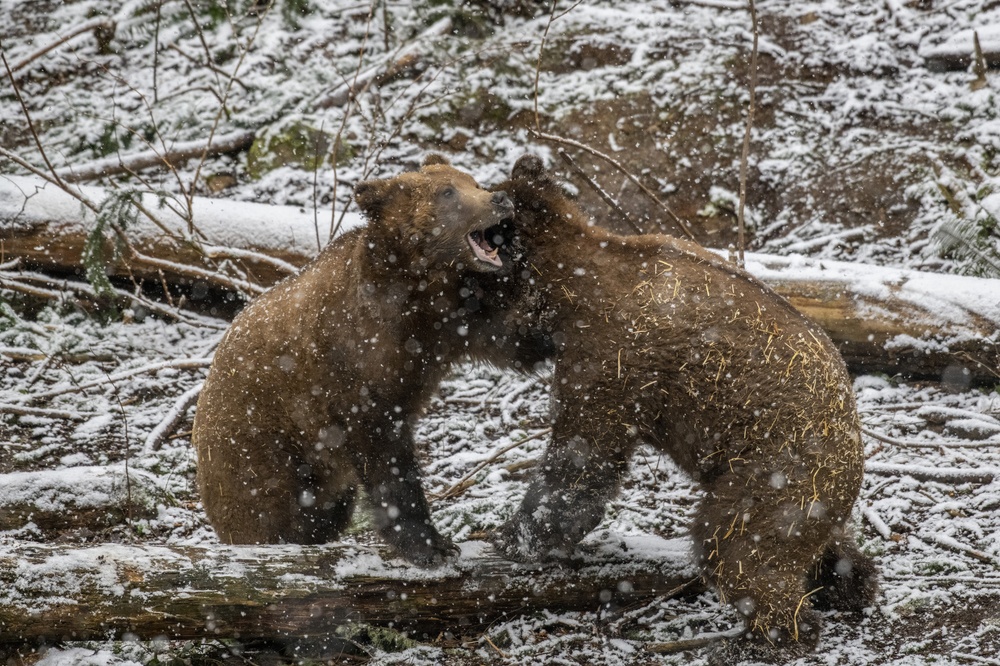 grizzly bears wrestling in snow