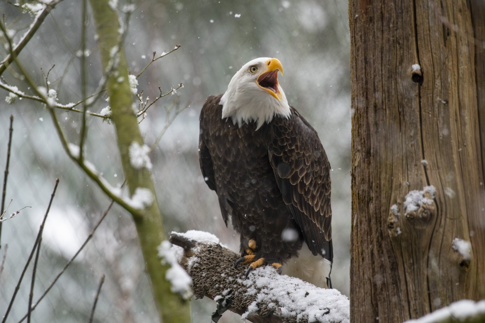 bald eagle in snow