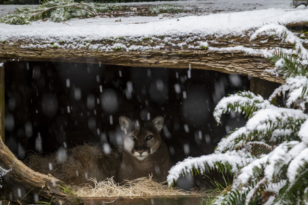 cougar in snow