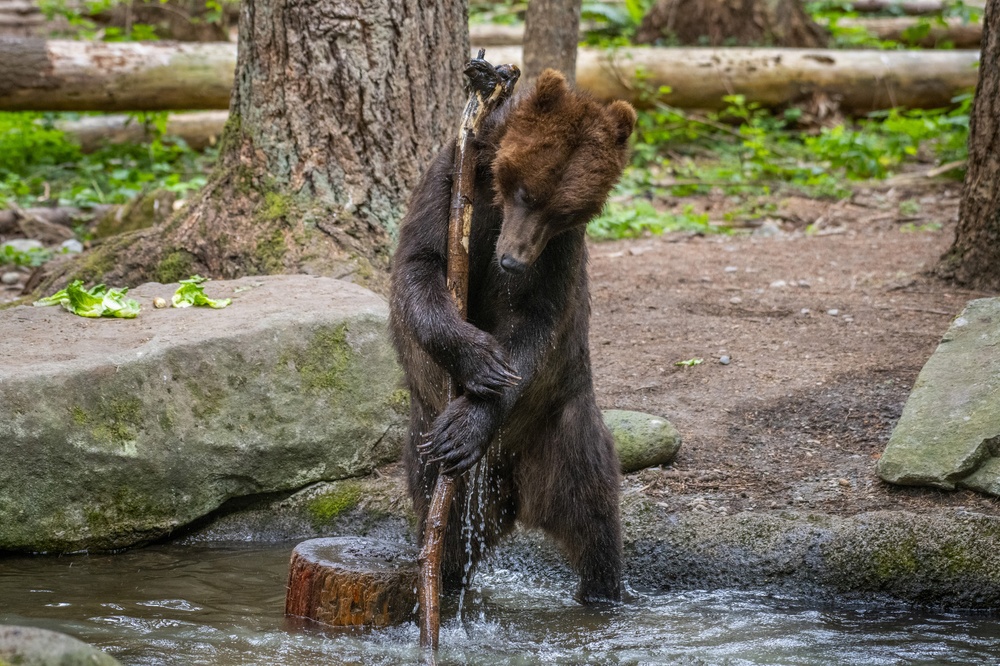 grizzly bear plays with stick