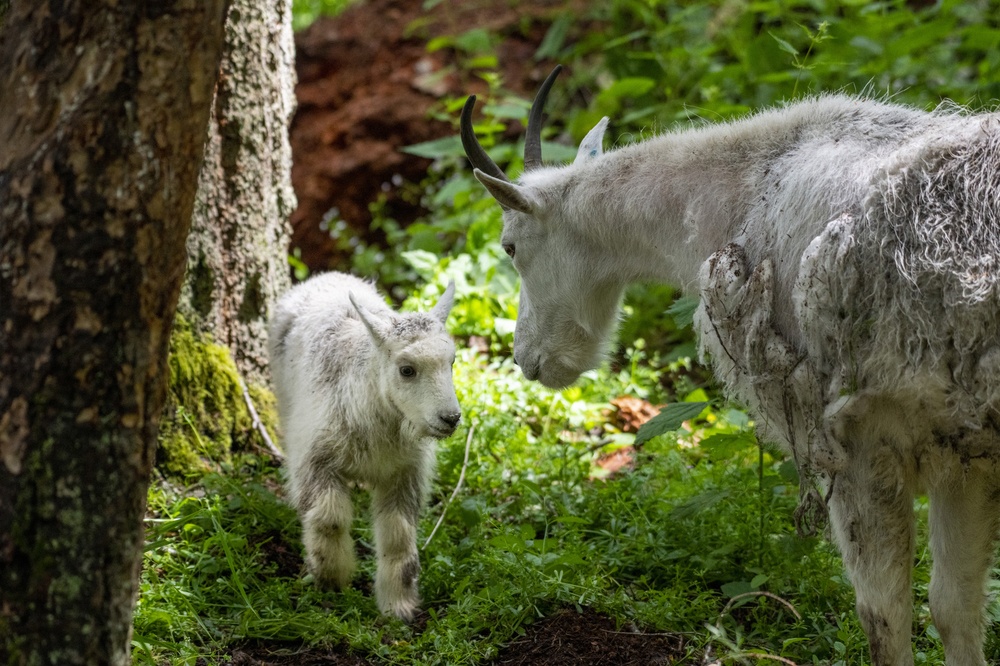 Mountain goat kid born to mom Bailey.