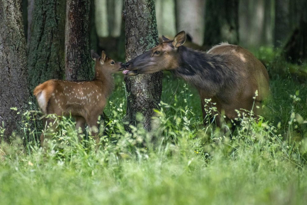 elk calf and mom