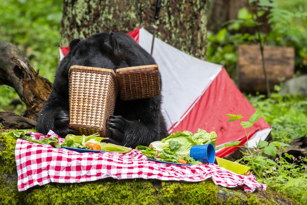 bear having picnic
