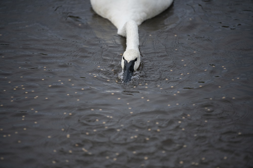 trumpeter swan in lake