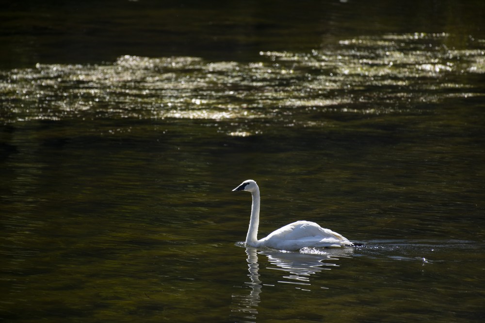 trumpeter swan released
