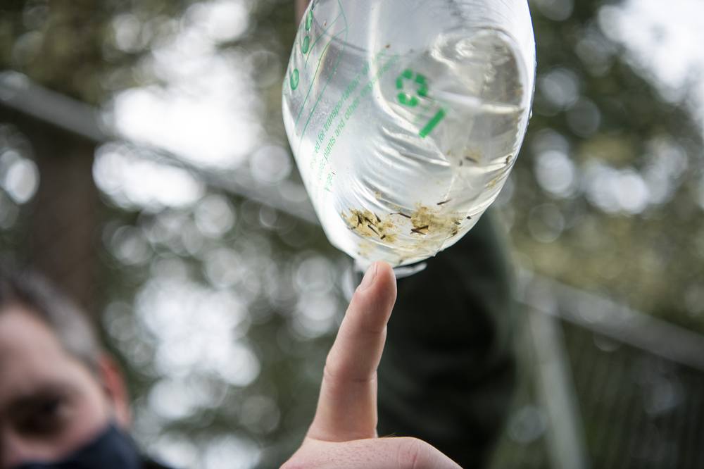 WDFW drops off leopard frog eggs, some with tadpoles emerging