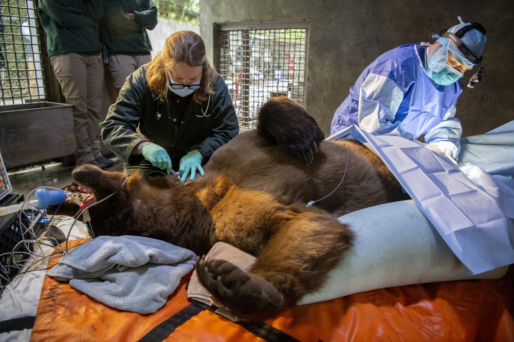 vet exam on grizzly bear