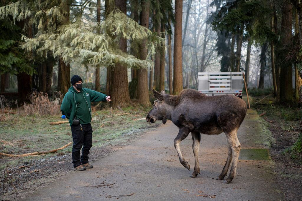 Keeper trains moose to back up