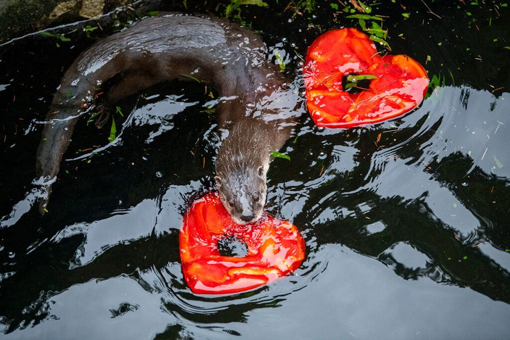 river otter with popsicle